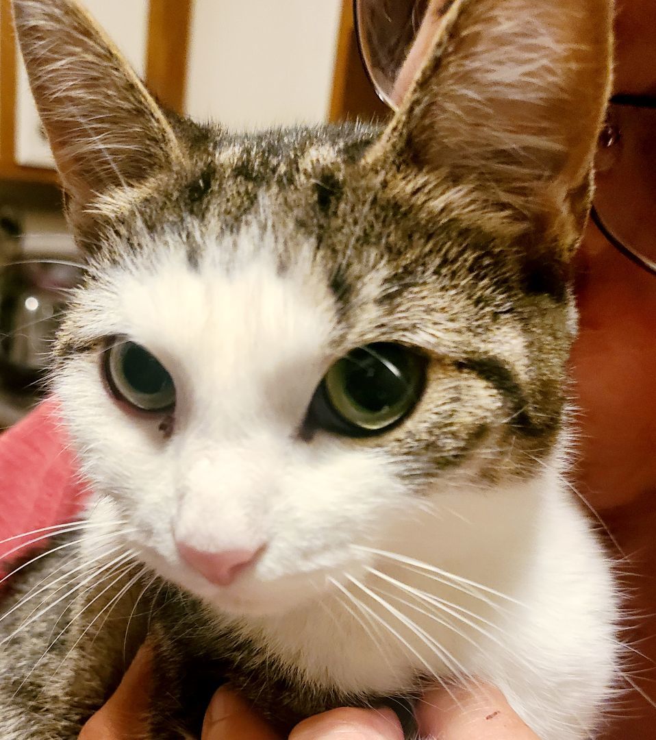 Jodie-LAP CAT!, Adopted, Young Female Domestic Short Hair & Turkish Van.