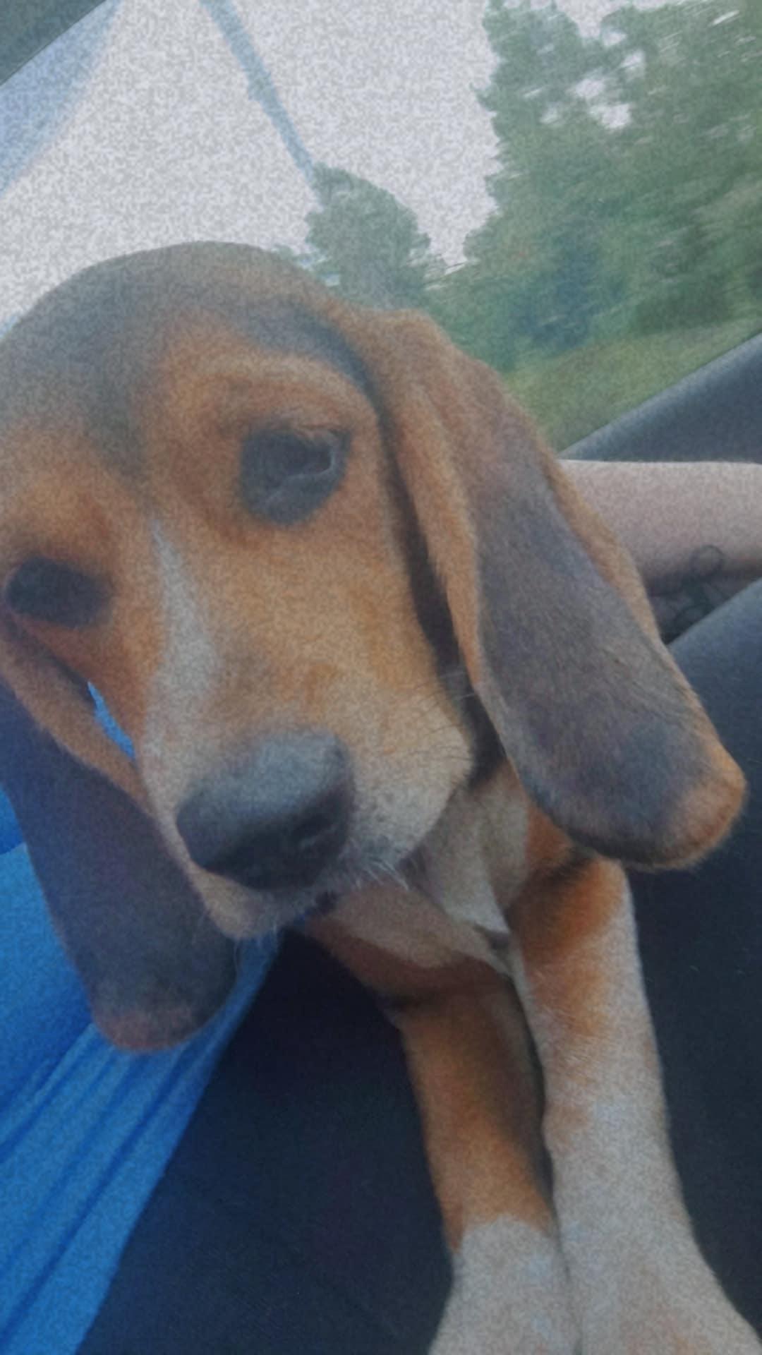 Meet Harper Finn – The Beagle with the Best Ears in Town!