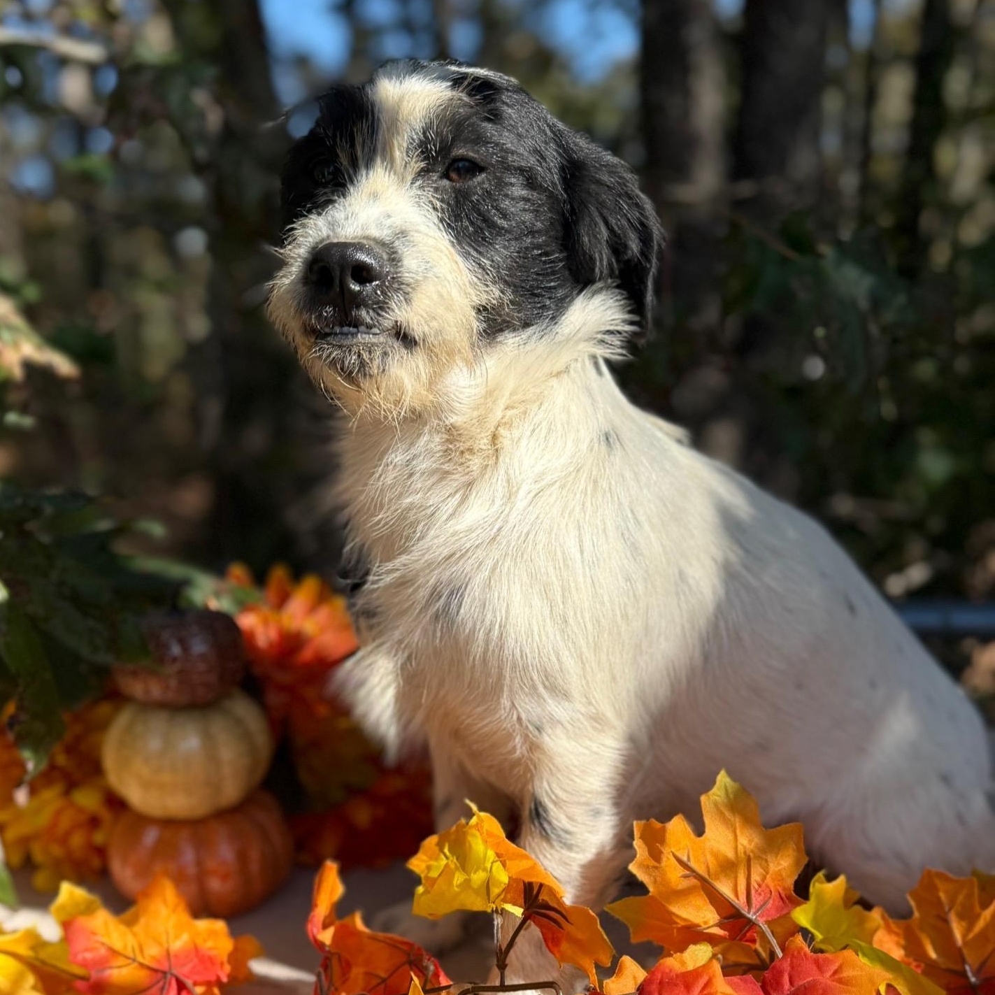 Holly, a Adoptable mixed breed in Joppa, AL image 2/4