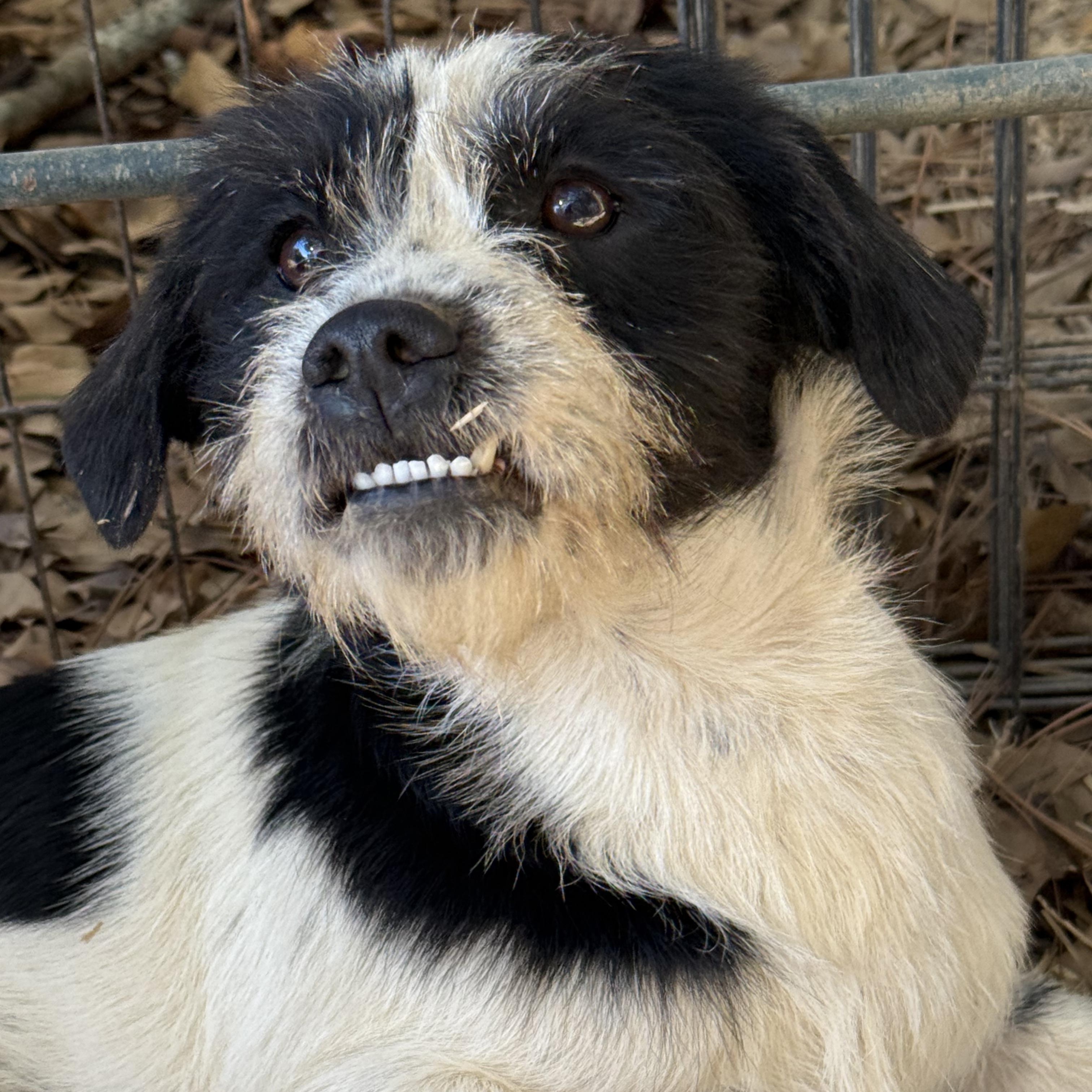 Holly, Adoptable, Young Female Schnauzer.