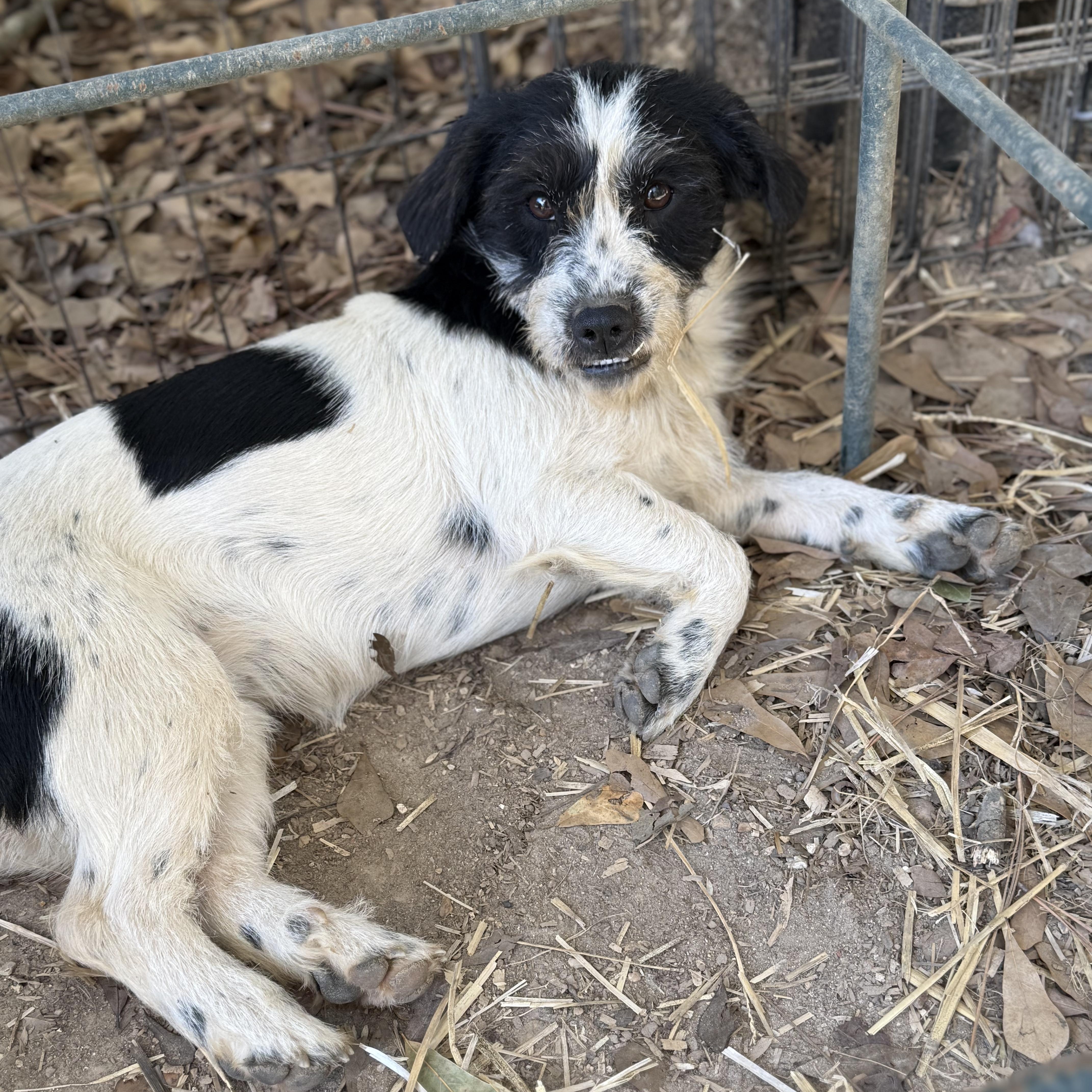Holly, a Adoptable mixed breed in Joppa, AL image 4/4
