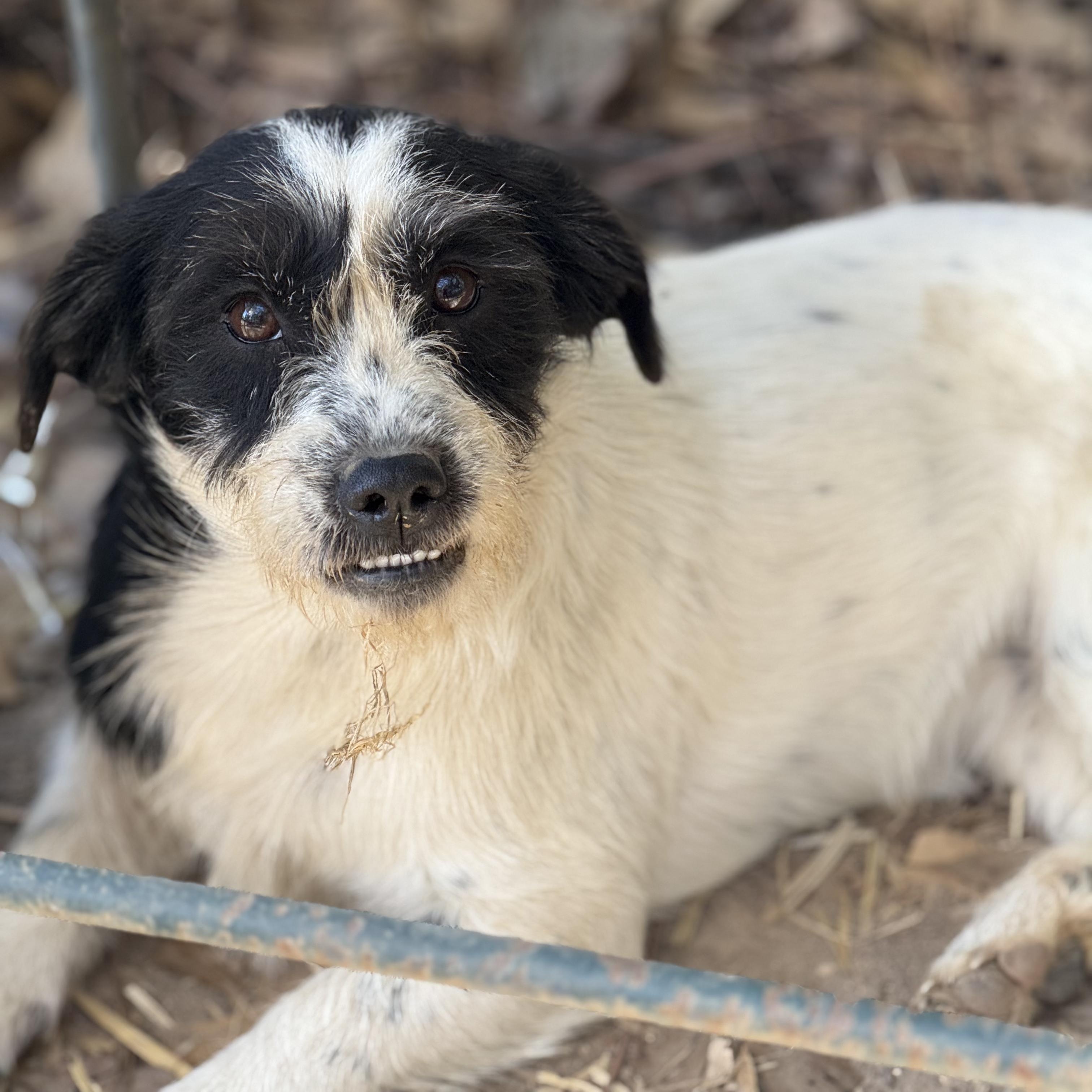 Holly, a Adoptable mixed breed in Joppa, AL image 3/4