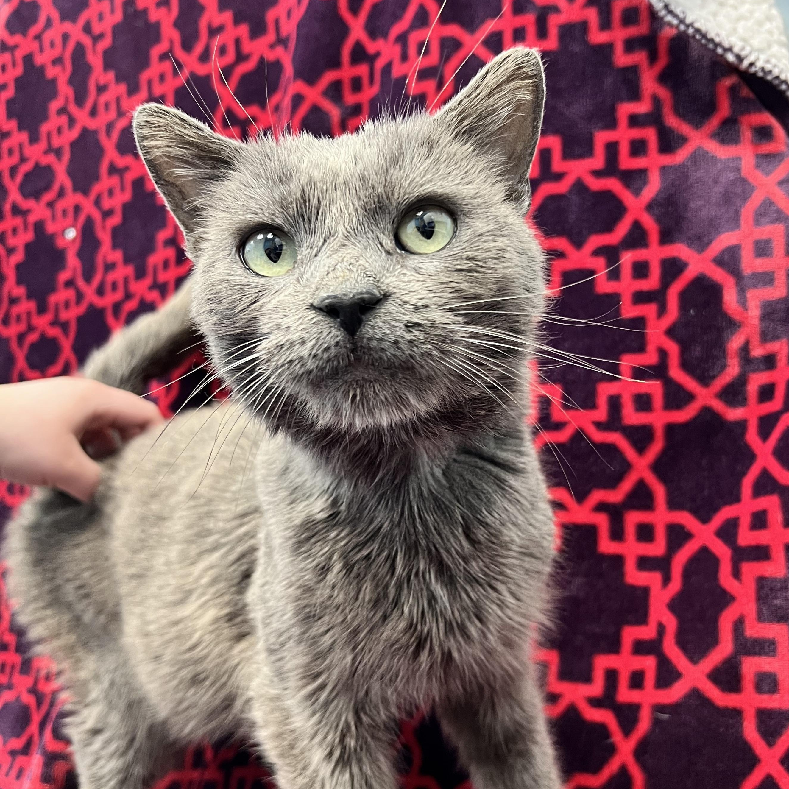 Enlarge Aquaman, a ADOPTABLE Domestic Short Hair in Bear, DE image 1/1