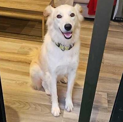 Enlarge Ms. Gorgeous Kendi, an adopted mixed breed in Vancouver, BC image 4/6