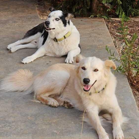 Enlarge Ms. Gorgeous Kendi, an adopted mixed breed in Vancouver, BC image 3/6