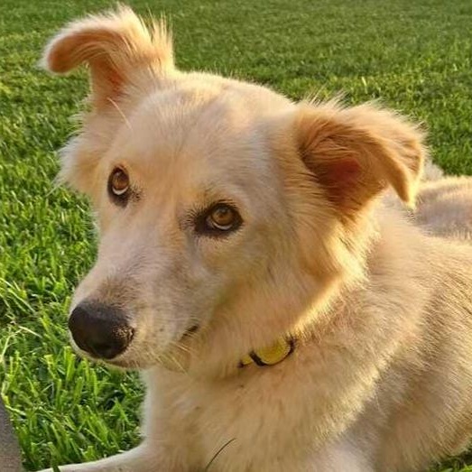 Enlarge Ms. Gorgeous Kendi, an adopted mixed breed in Vancouver, BC image 5/6