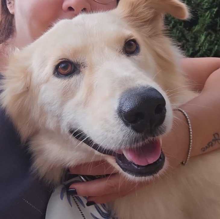 Enlarge Ms. Gorgeous Kendi, an adopted mixed breed in Vancouver, BC image 2/6