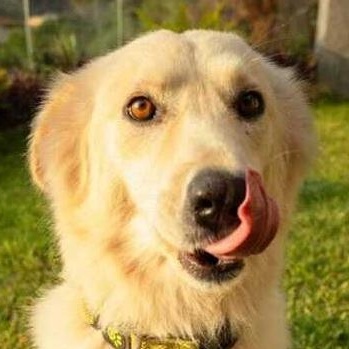 Ms. Gorgeous Kendi, adopted, Young Female Yellow Labrador Retriever & White German Shepherd.