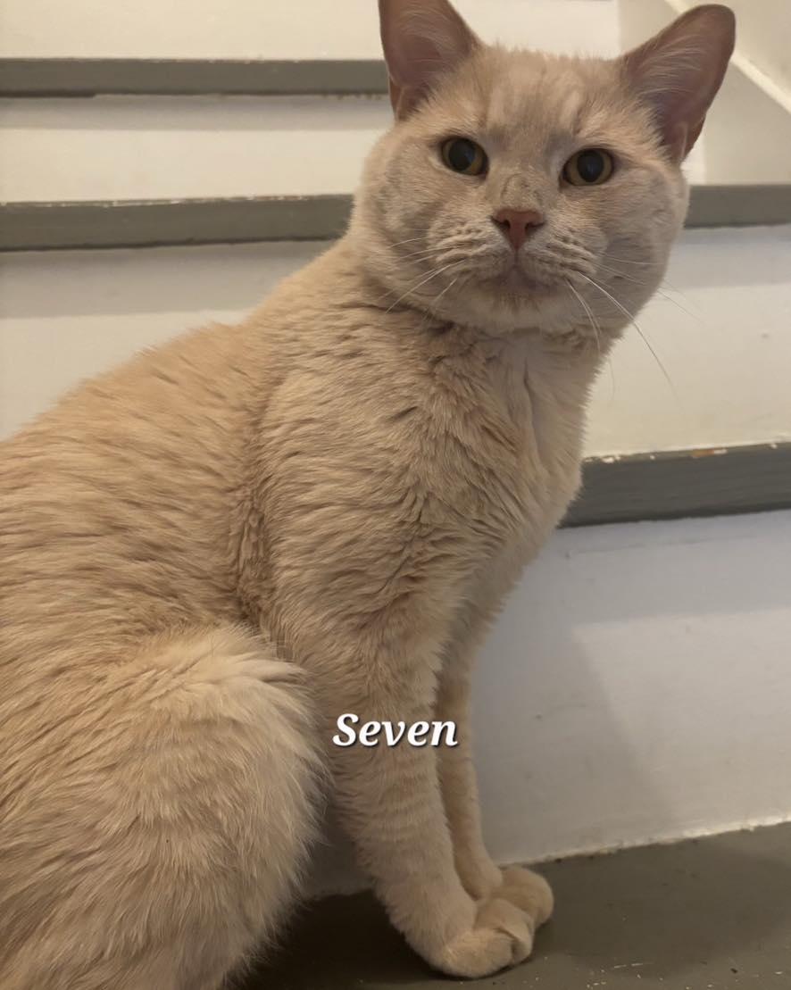 Seven