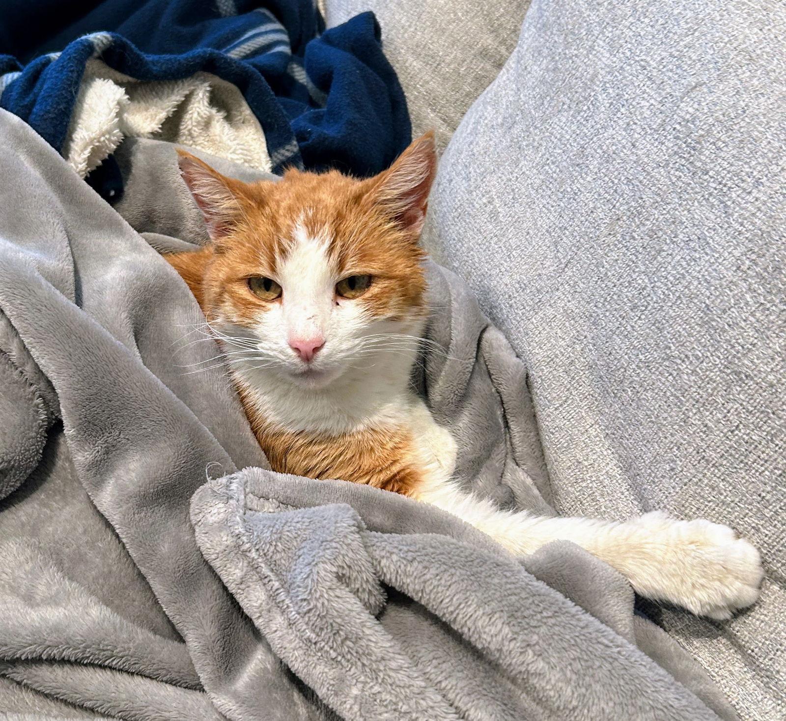 Enlarge Evan, a Adoptable Domestic Short Hair in Reston, VA image 3/3