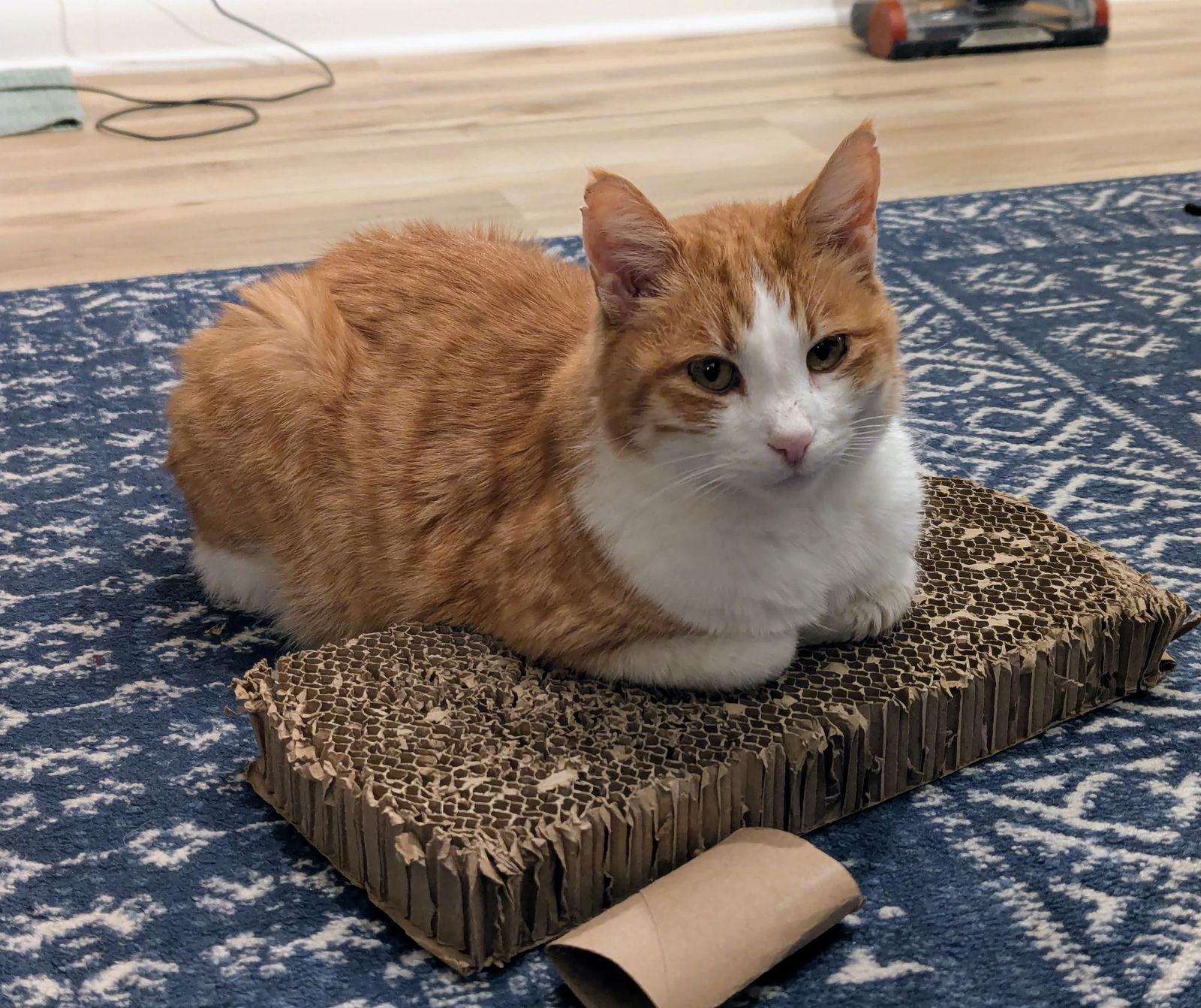 Enlarge Evan, a Adoptable Domestic Short Hair in Reston, VA image 2/3