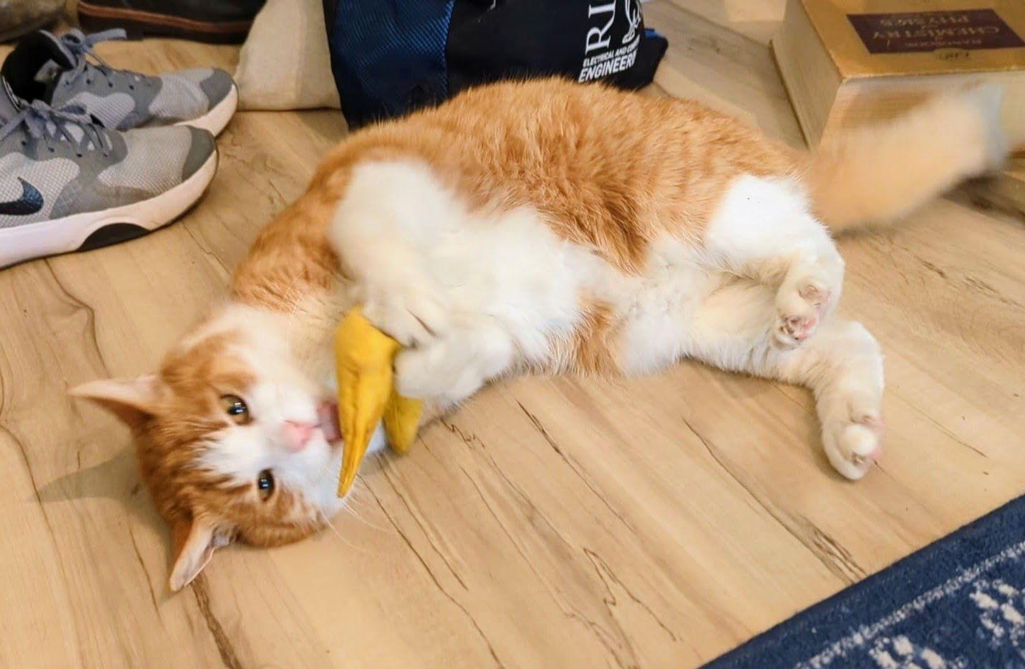 Enlarge Evan, a Adoptable Domestic Short Hair in Reston, VA image 1/3