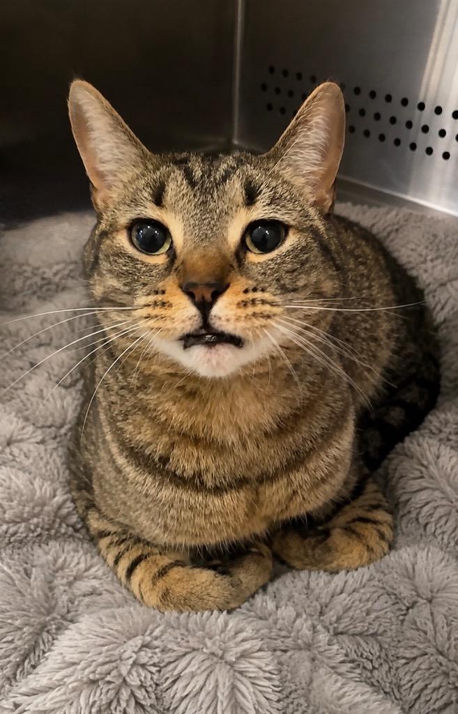 Walter, Adoptable, Adult Male Domestic Short Hair.