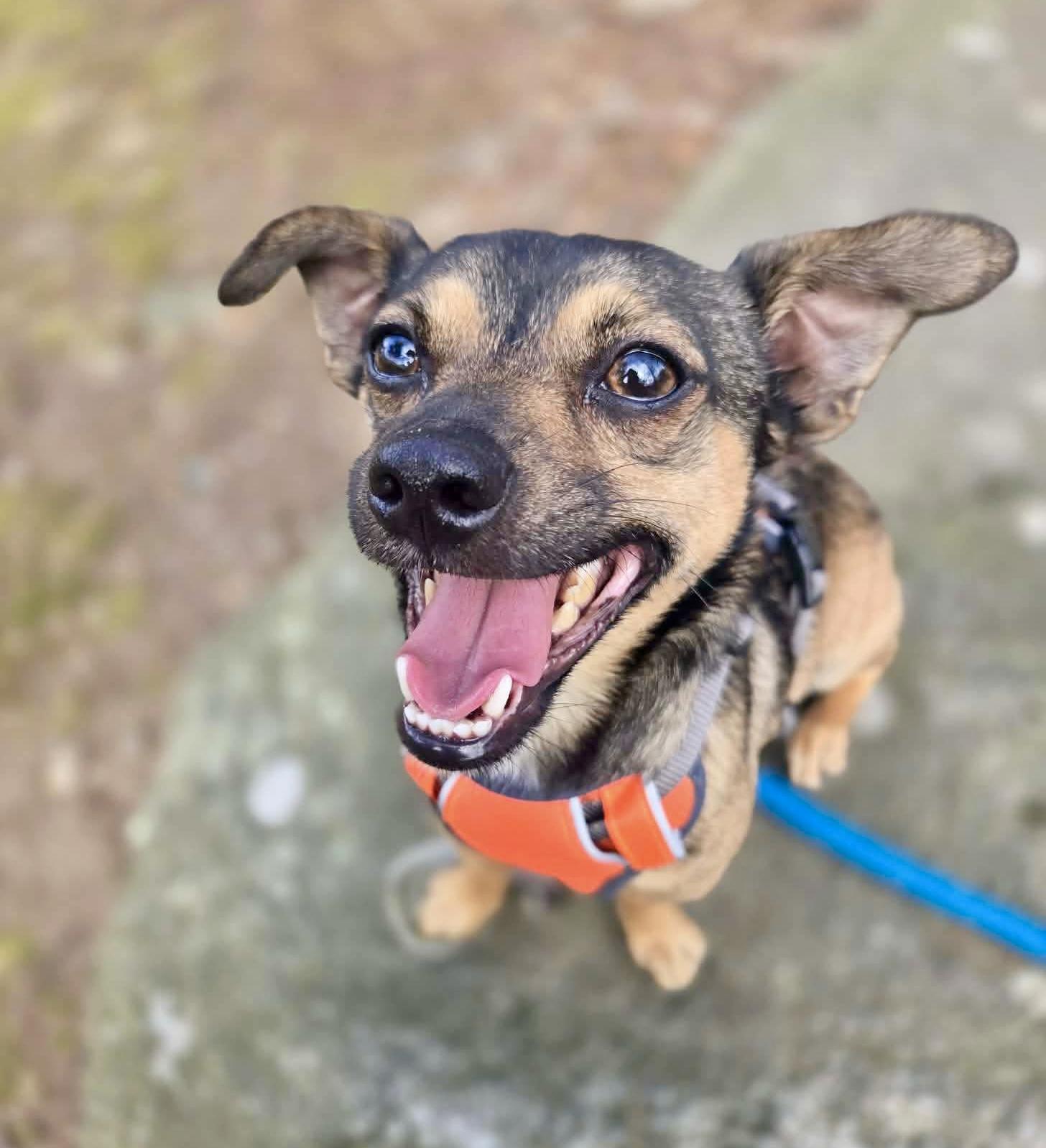 Enlarge Milo, a ADOPTABLE mixed breed in Worcester, MA image 1/5