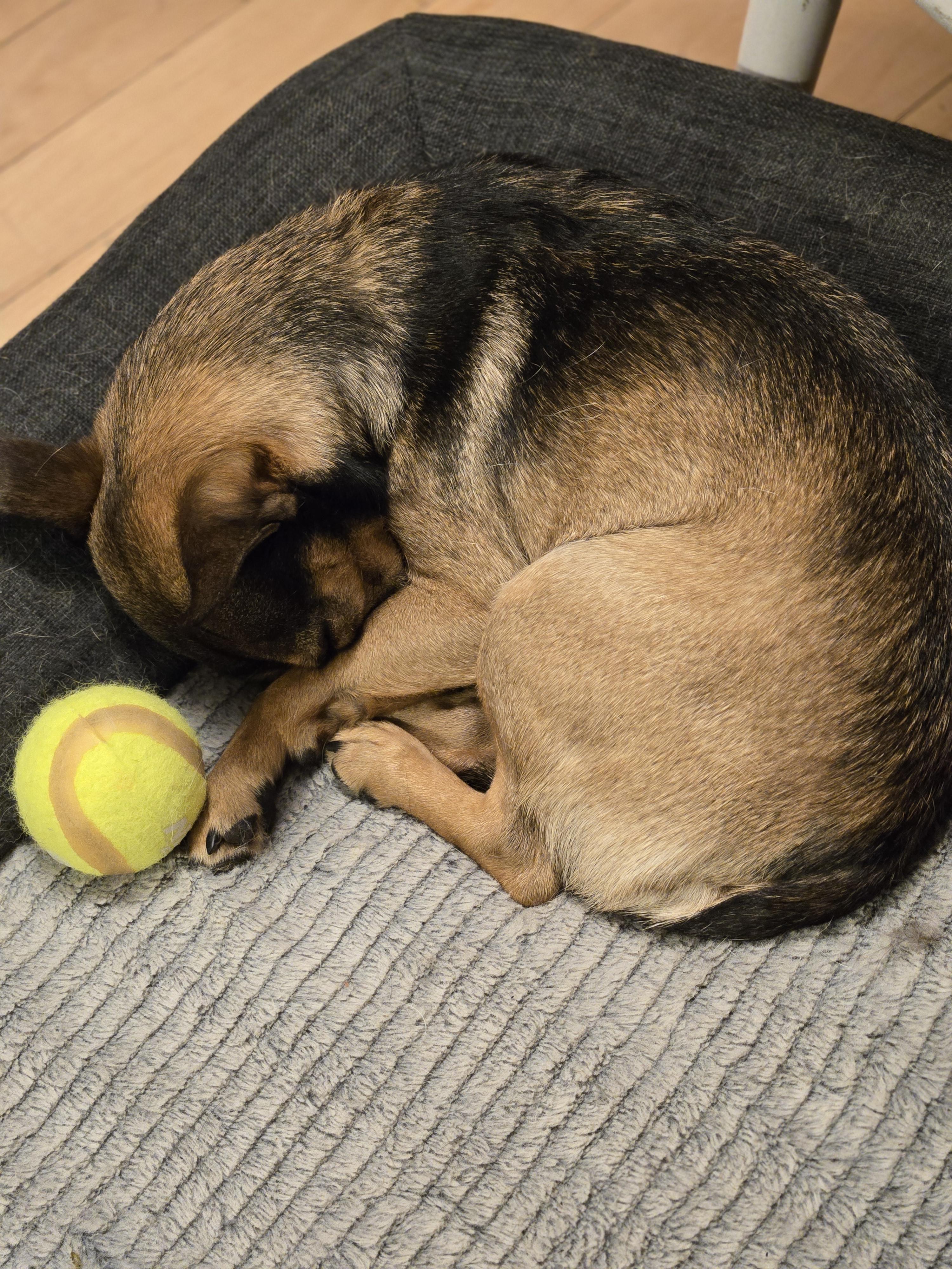 Enlarge Milo, a ADOPTABLE mixed breed in Worcester, MA image 5/5