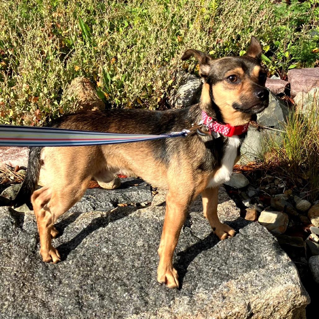 Enlarge Milo, a ADOPTABLE mixed breed in Worcester, MA image 4/5