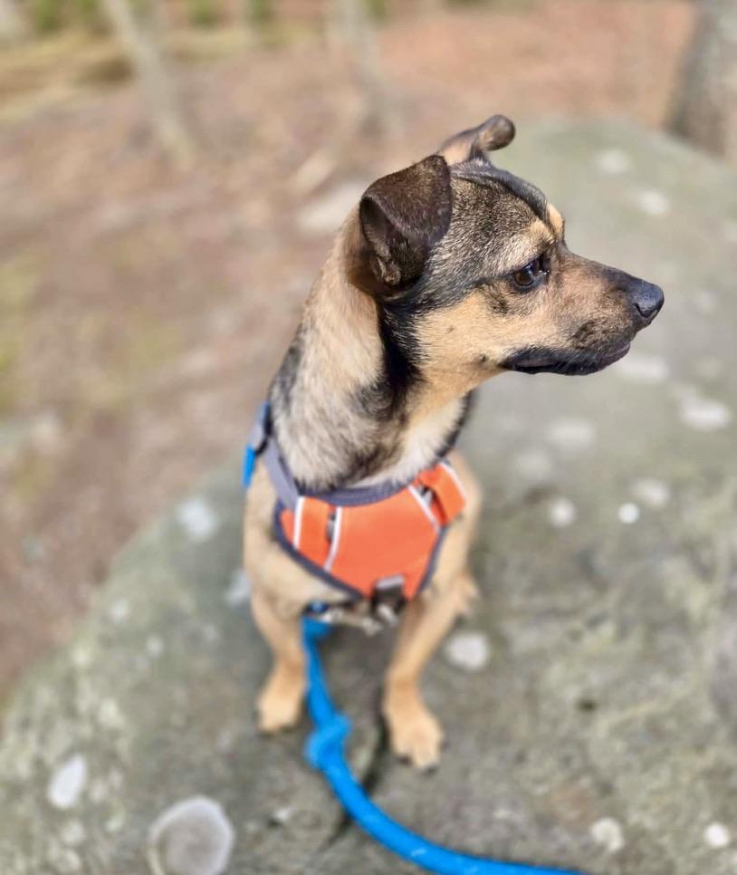 Enlarge Milo, a ADOPTABLE mixed breed in Worcester, MA image 3/5