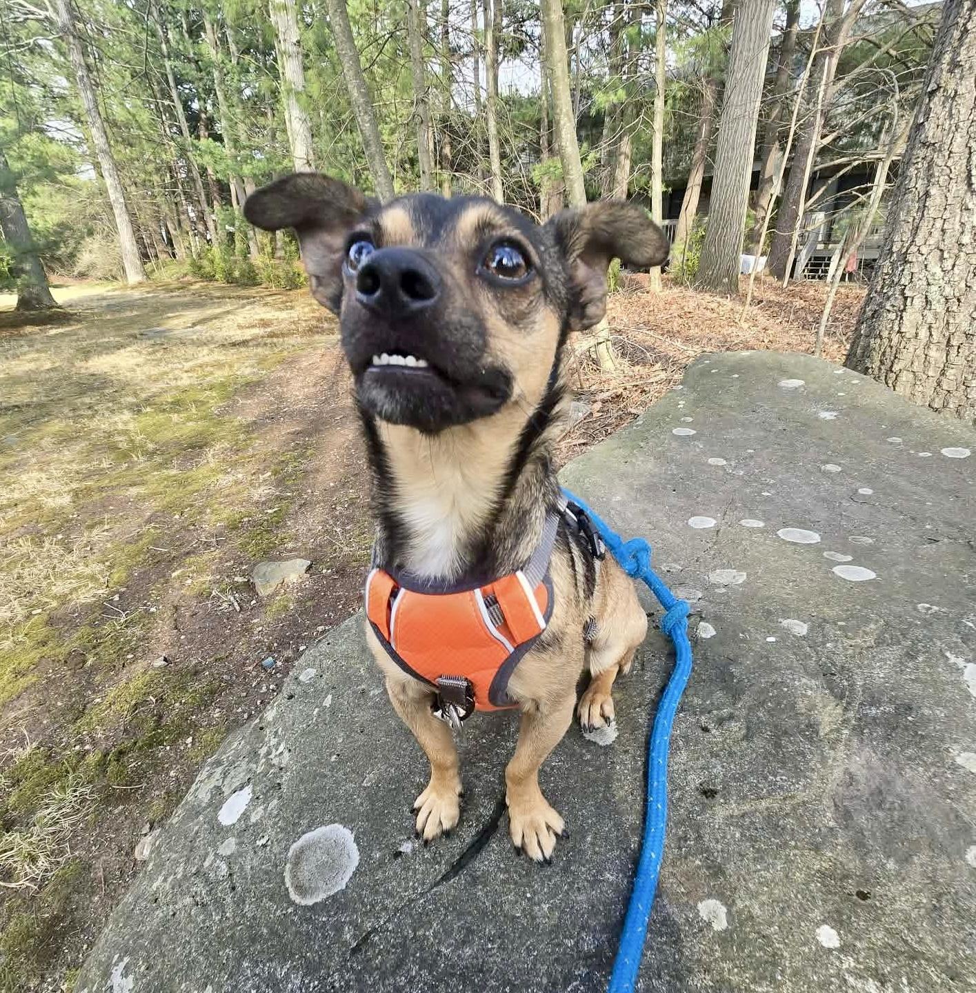 Enlarge Milo, a ADOPTABLE mixed breed in Worcester, MA image 2/5