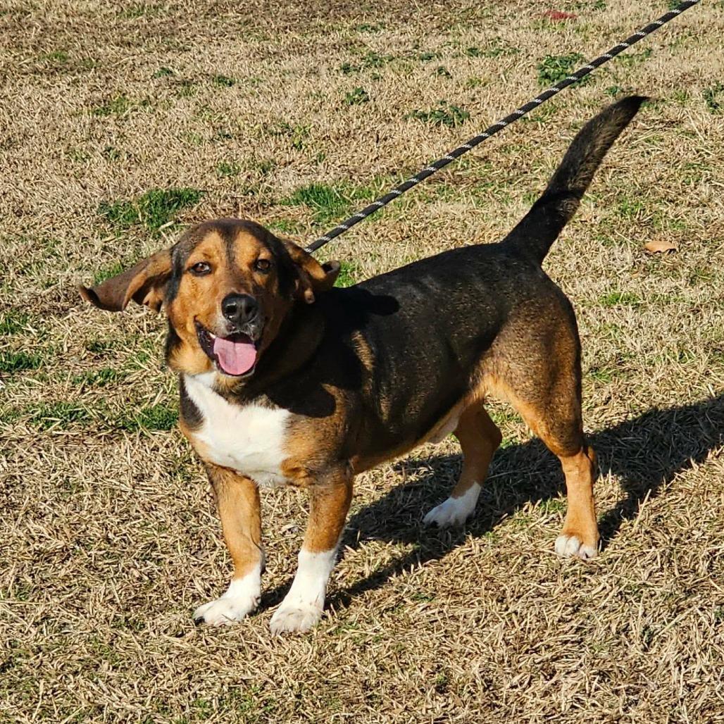 BHODI, Adoptable, Adult Male Basset Hound.
