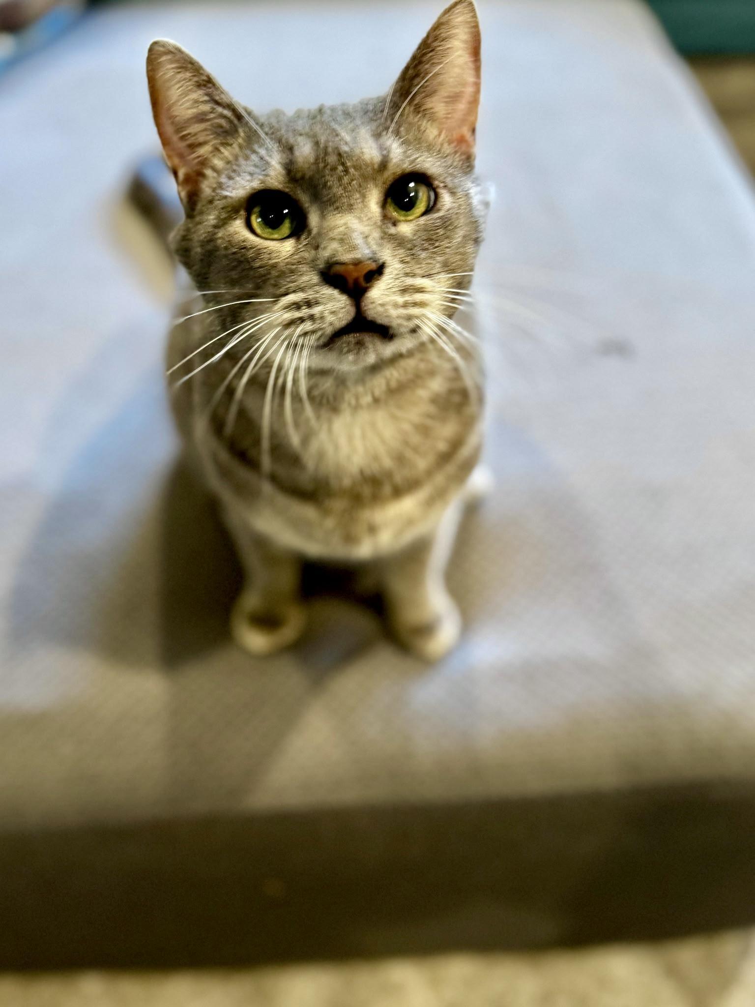 Conrad, a Adoptable Domestic Short Hair in Louisville, KY image 3/5