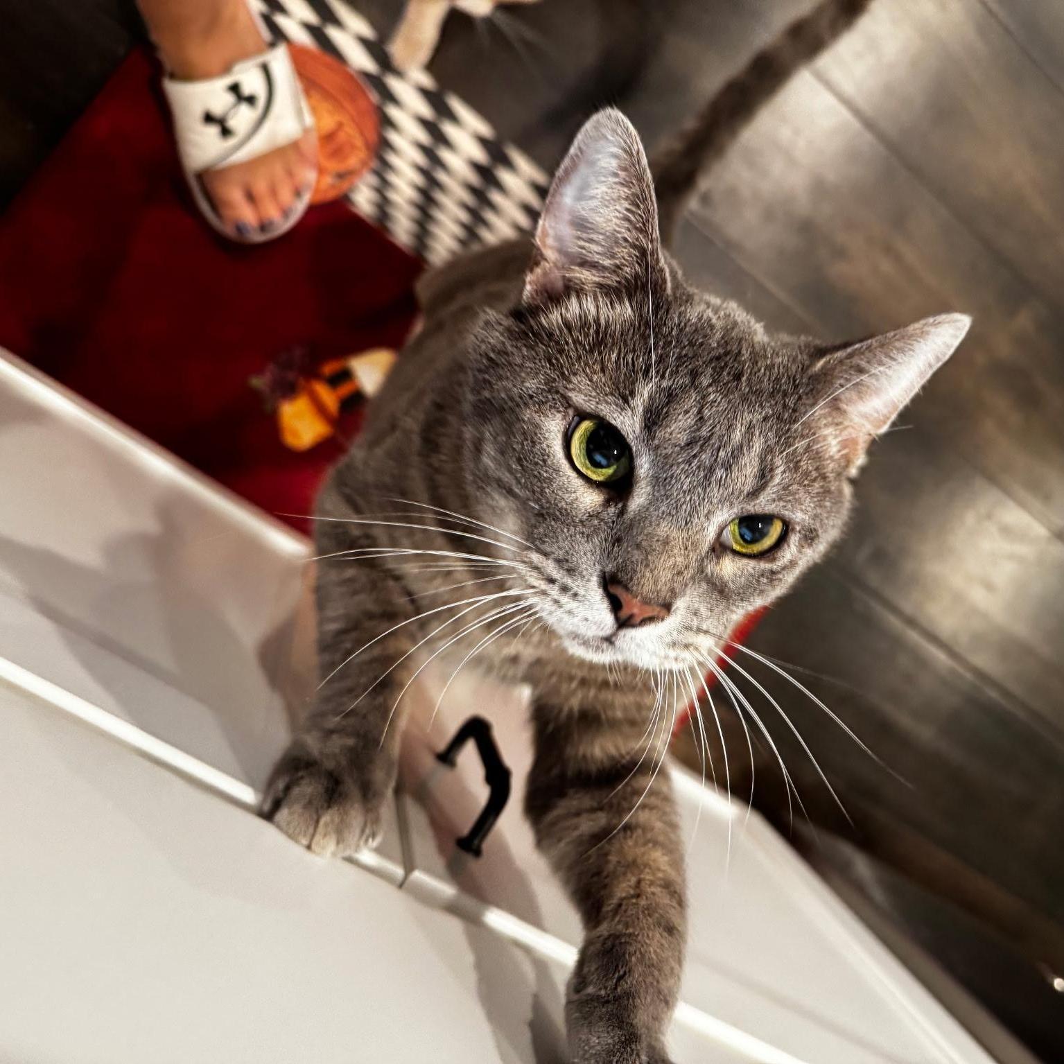 Conrad, a Adoptable Domestic Short Hair in Louisville, KY image 2/5