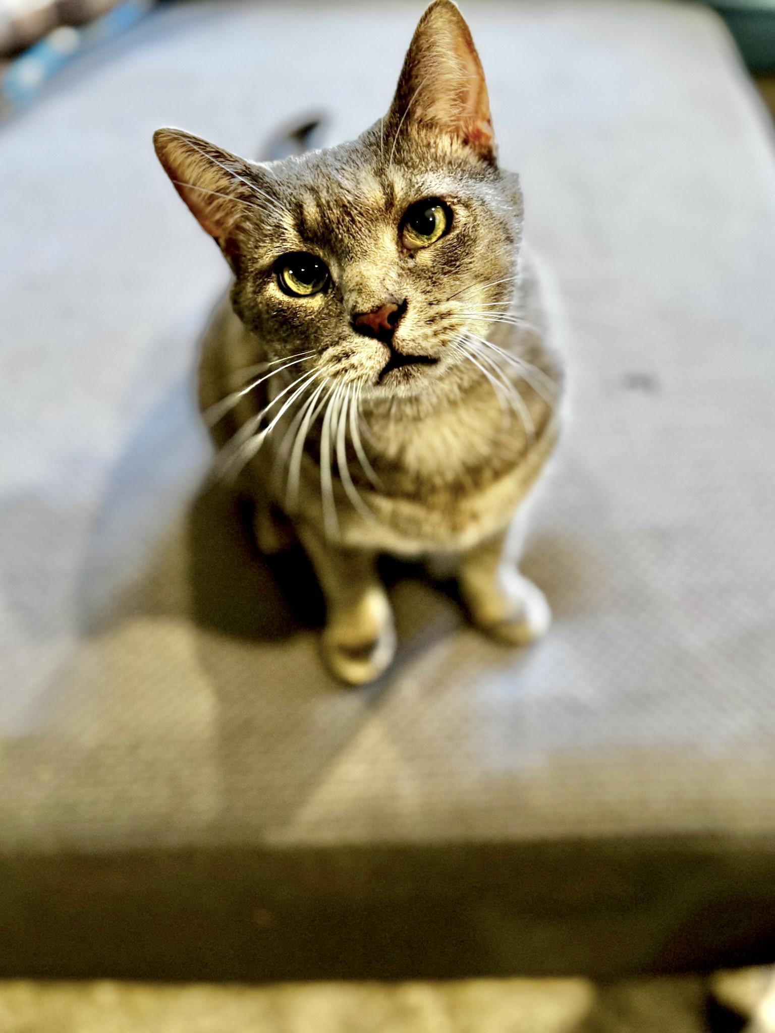 Conrad, Adoptable, Adult Male Domestic Short Hair.