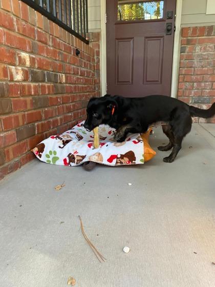 Enlarge Meadow, a Adoptable mixed breed in Southern Pines, NC image 1/3
