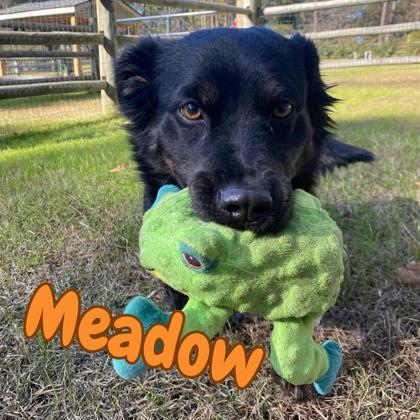Enlarge Meadow, a Adoptable mixed breed in Southern Pines, NC image 2/3