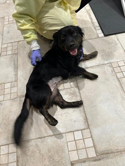 Enlarge Meadow, a Adoptable mixed breed in Southern Pines, NC image 3/3