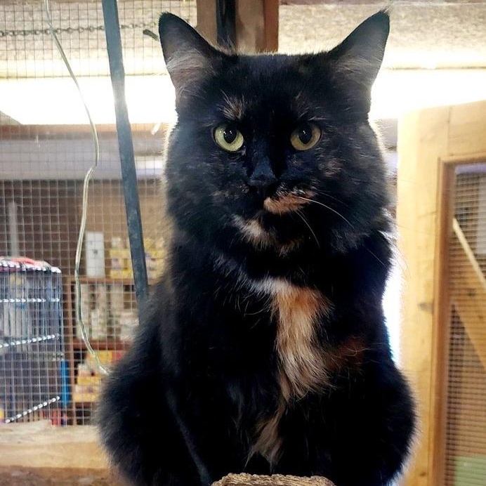 Bertha, Adult Female Domestic Long Hair