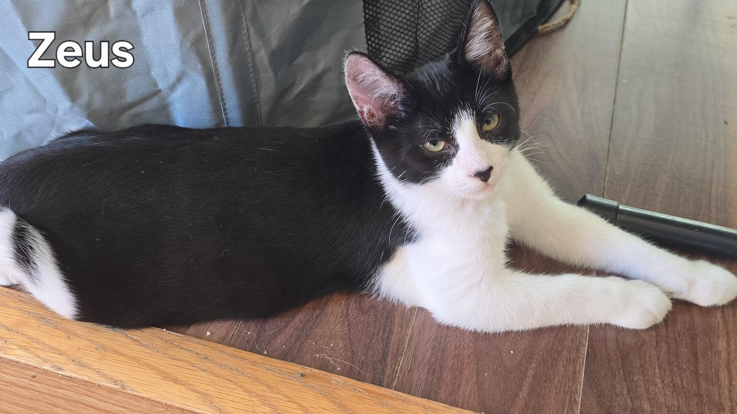 Zeus, a Adoptable Tuxedo in Stevensville, ON image 2/2