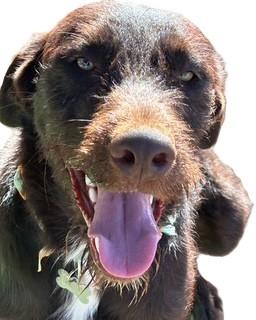 Enlarge OTIS, an adopted mixed breed in Norco, CA image 1/3