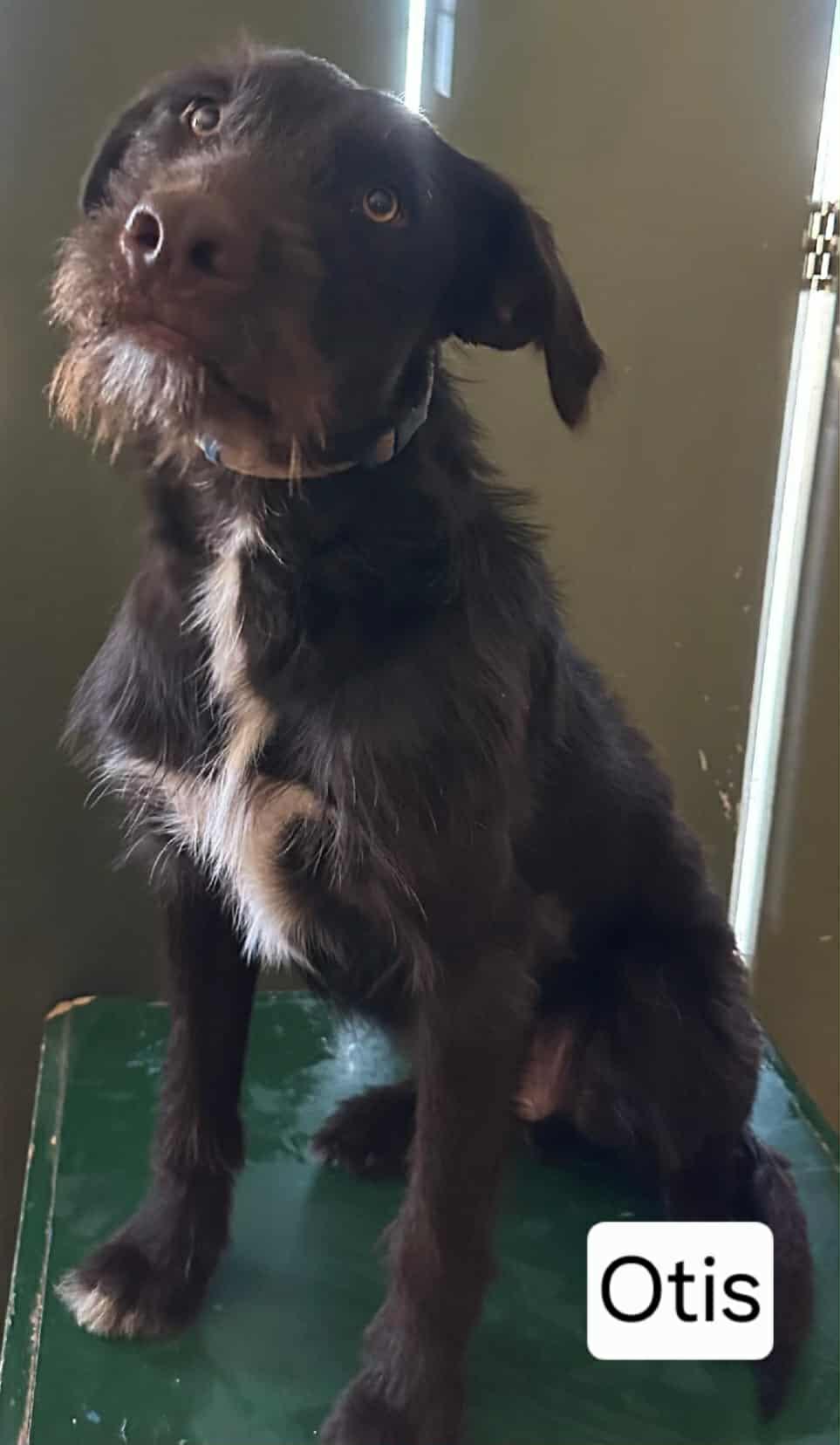 Enlarge OTIS, an adopted mixed breed in Norco, CA image 2/3