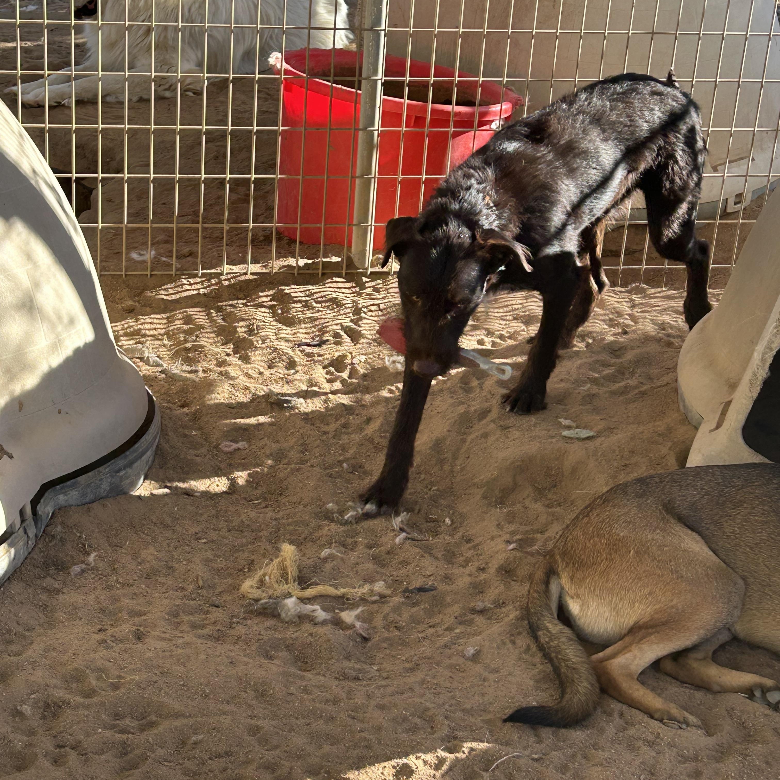 Enlarge OTIS, an adopted mixed breed in Norco, CA image 3/3