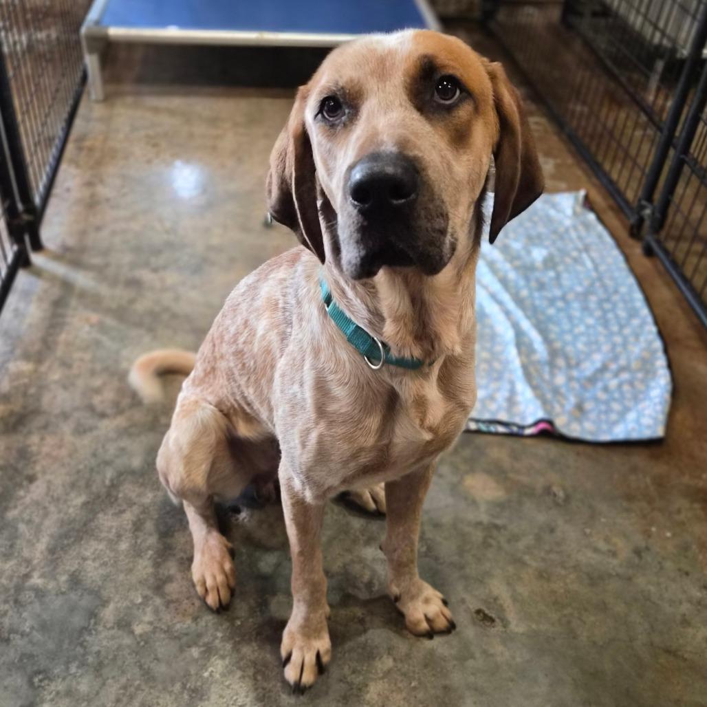 Ko'ele, Adoptable, Young Male English Coonhound & Great Pyrenees.