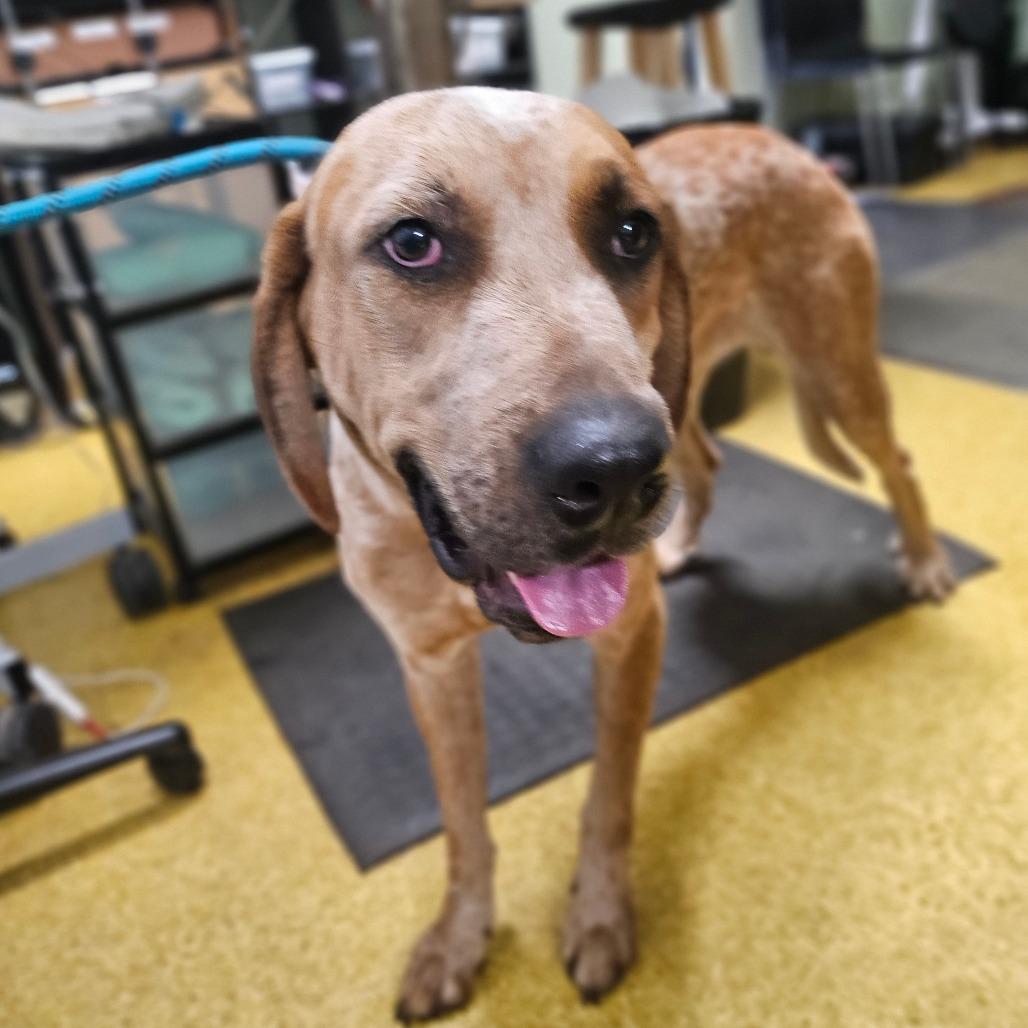 Enlarge Ko'ele, a Adoptable mixed breed in Wahiawa, HI image 2/4