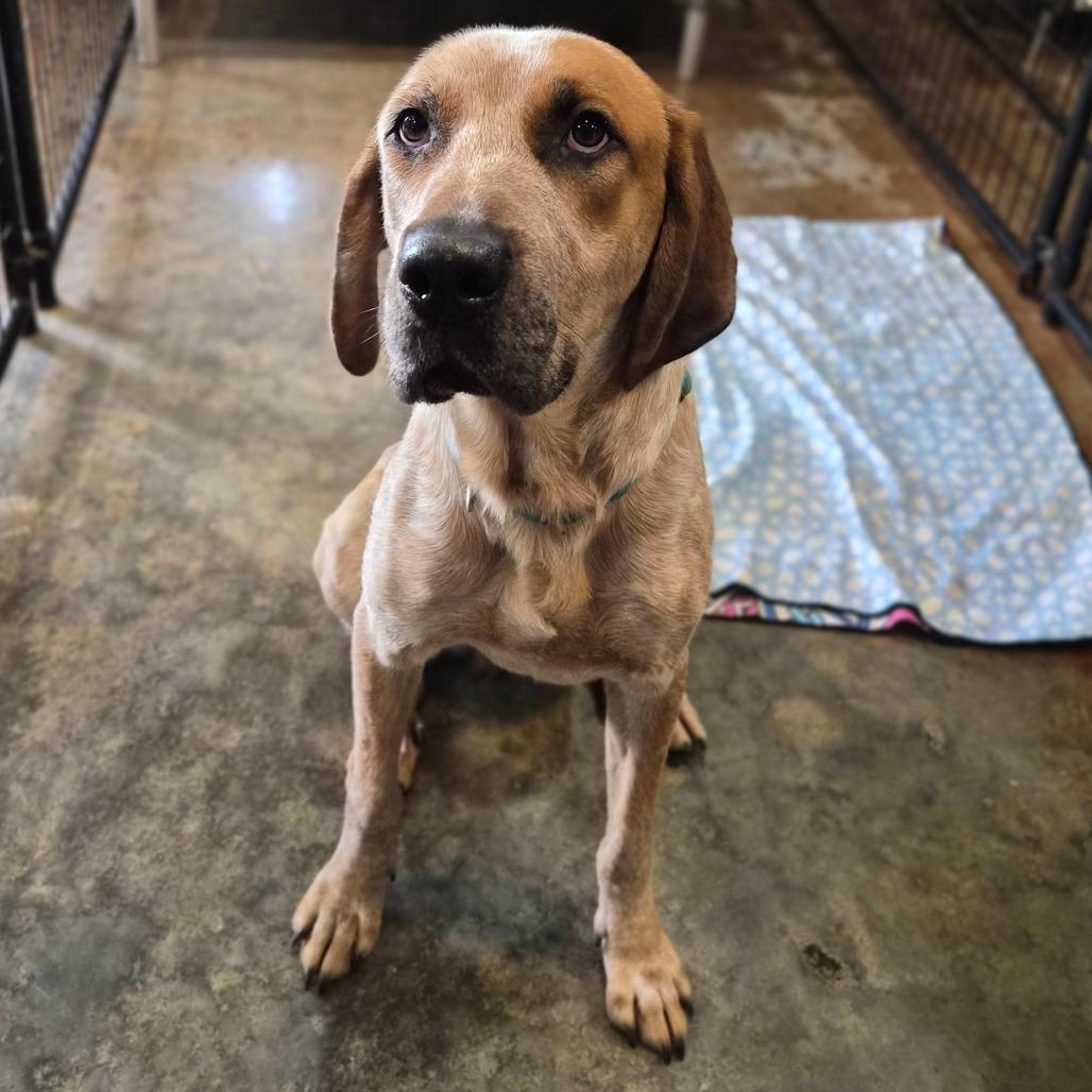 Enlarge Ko'ele, a Adoptable mixed breed in Wahiawa, HI image 3/4