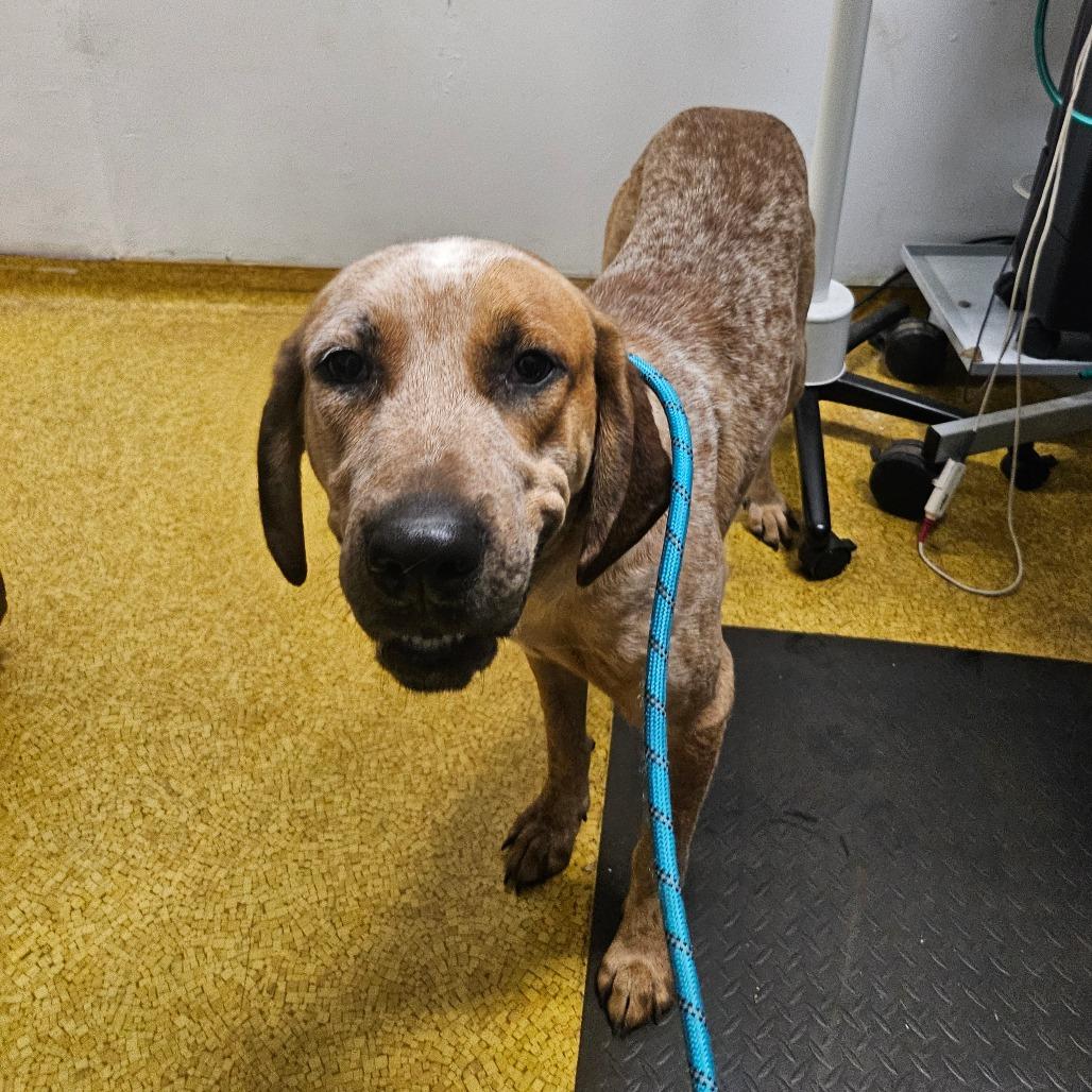 Enlarge Ko'ele, a Adoptable mixed breed in Wahiawa, HI image 4/4