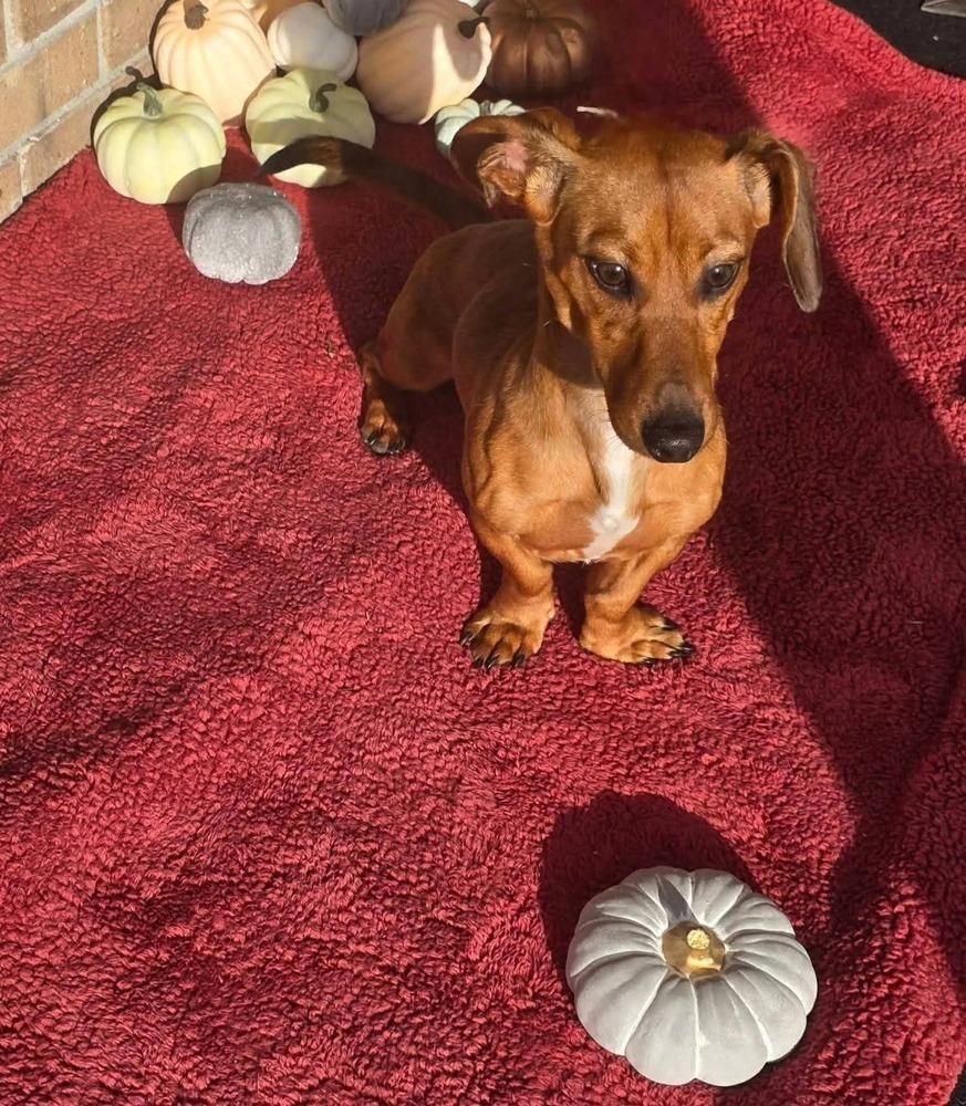 Enlarge Max, a Adoptable Dachshund in Bonifay, FL image 1/2
