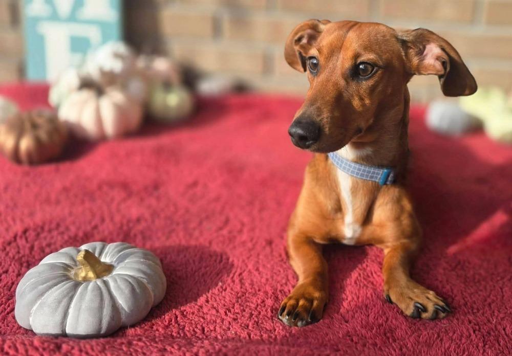 Enlarge Max, a Adoptable Dachshund in Bonifay, FL image 2/2