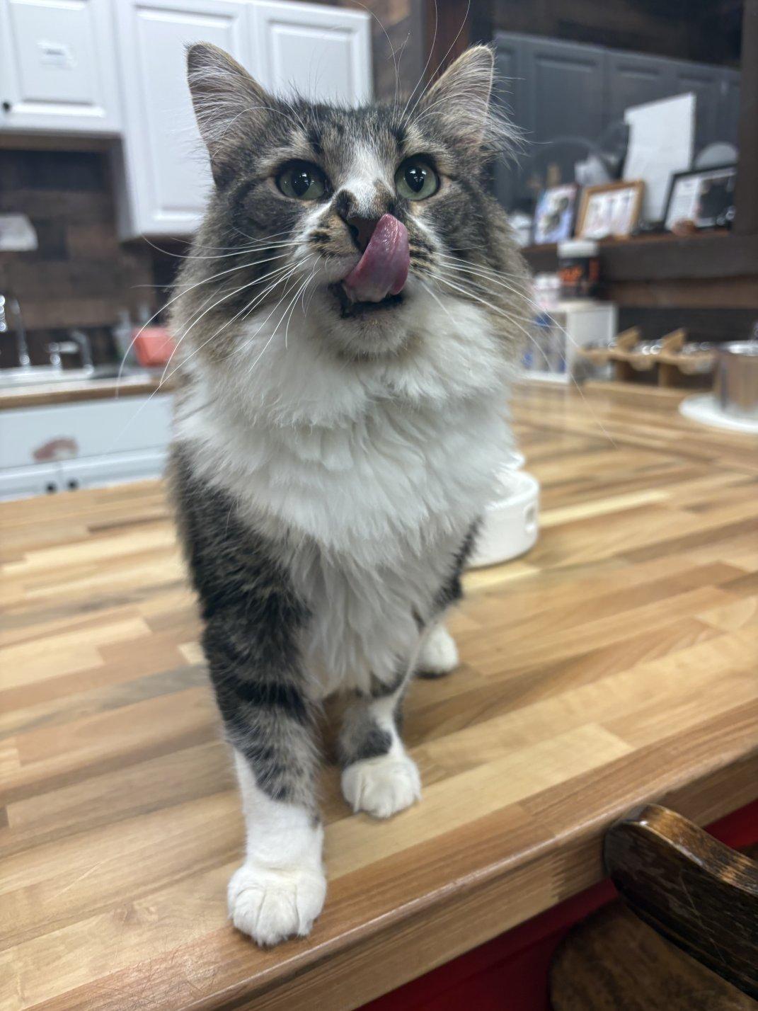 Enlarge Princess, an adoptable Domestic Long Hair in Hamburg, NY image 1/3