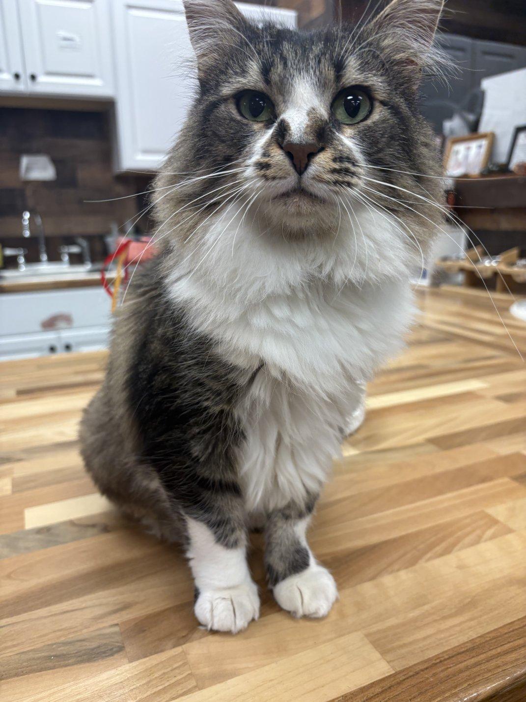 Princess, adoptable, Adult Female Domestic Long Hair.