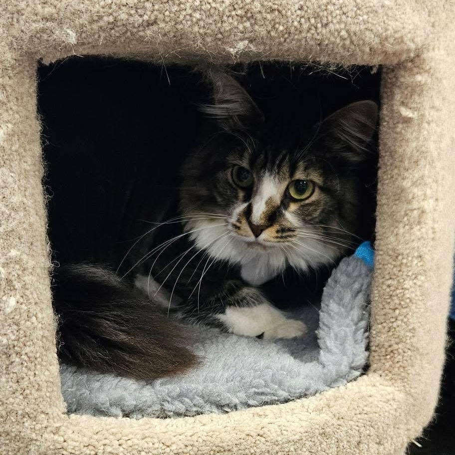 Princess, Adoptable, Adult Female Domestic Long Hair.