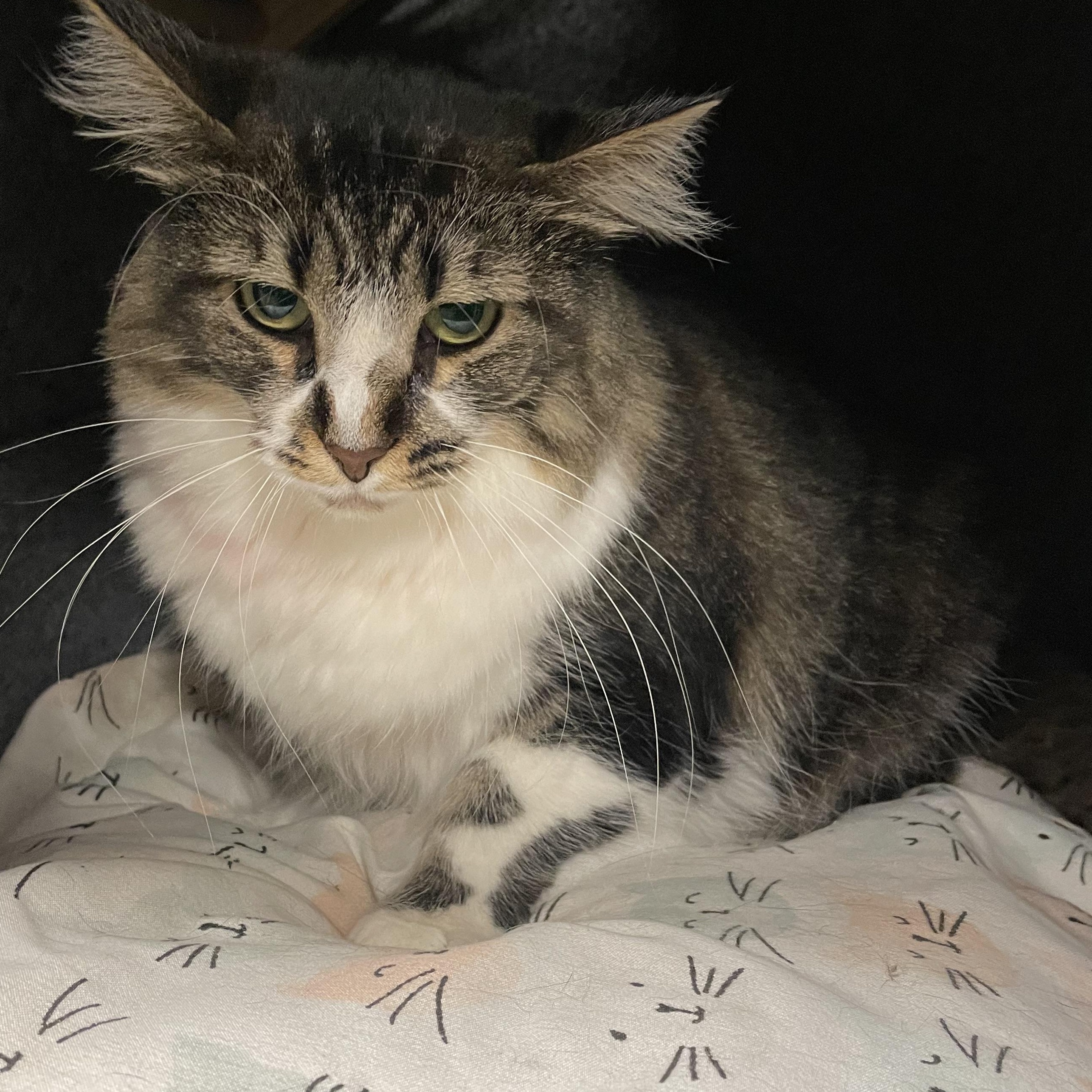 Princess, adoptable, Adult Female Domestic Long Hair.