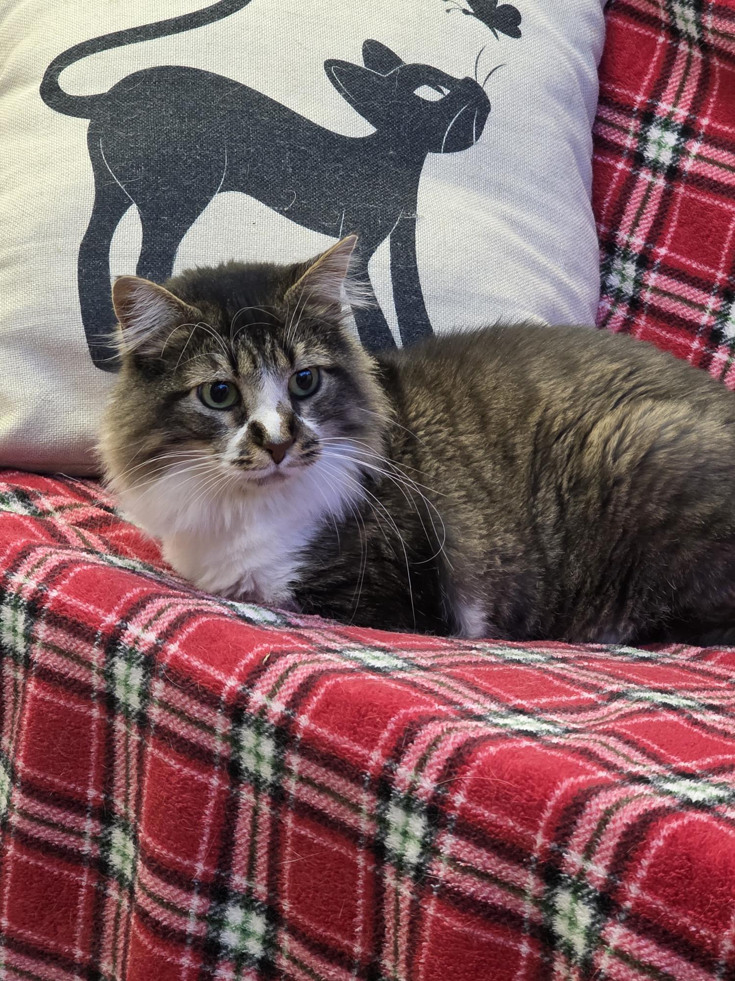 Enlarge Princess, an adoptable Domestic Long Hair in Hamburg, NY image 3/3