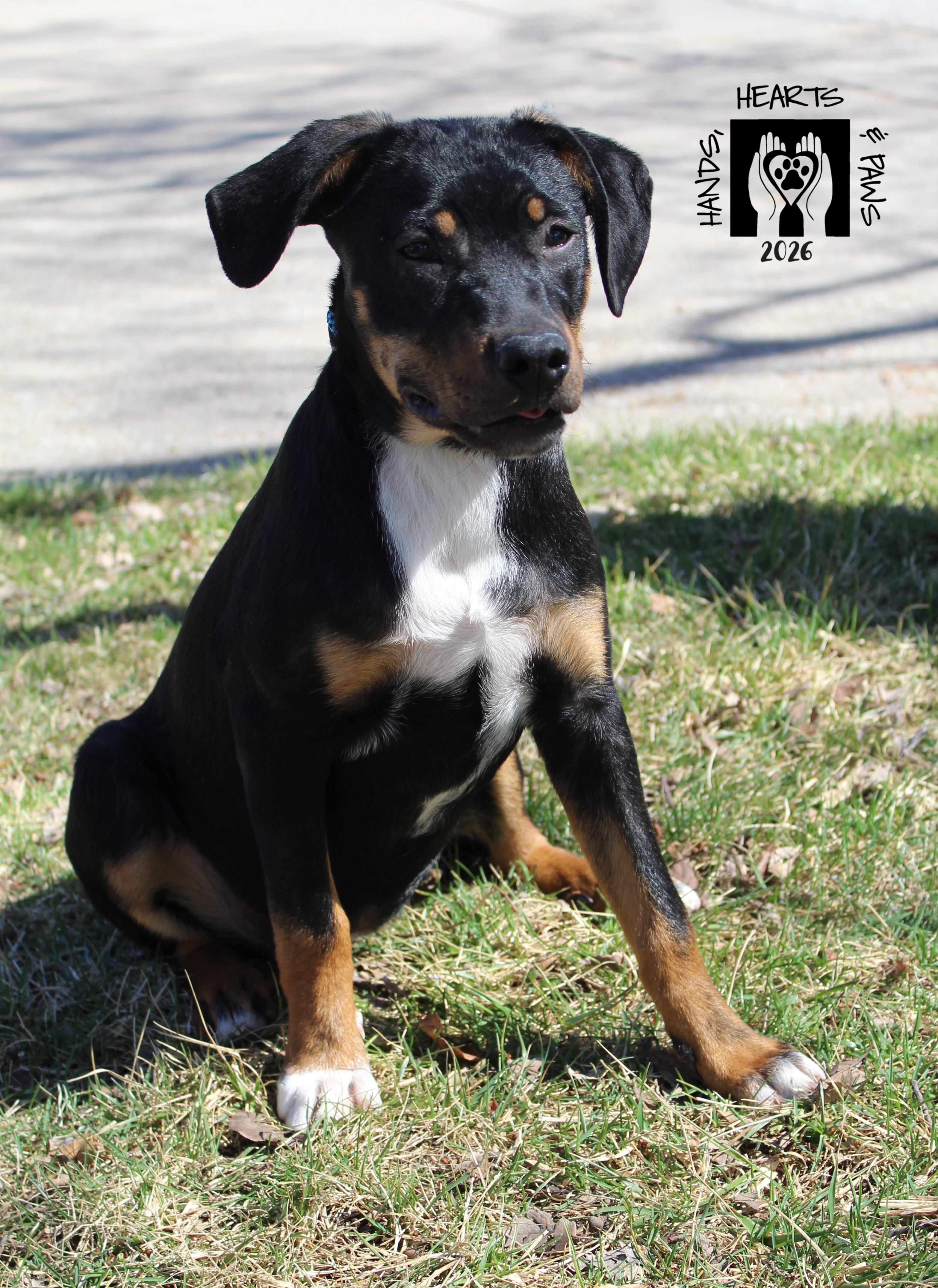 Enlarge Bex, a Adoptable mixed breed in Omaha, NE image 2/2