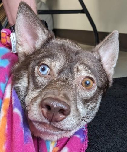 Archipelago 3, Adoptable, Adult Female Siberian Husky & Chihuahua.