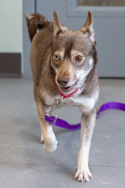 Enlarge Archipelago 3, a Adoptable mixed breed in Cleveland, OH image 2/3