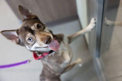 Enlarge Archipelago 3, a Adoptable mixed breed in Cleveland, OH image 3/3