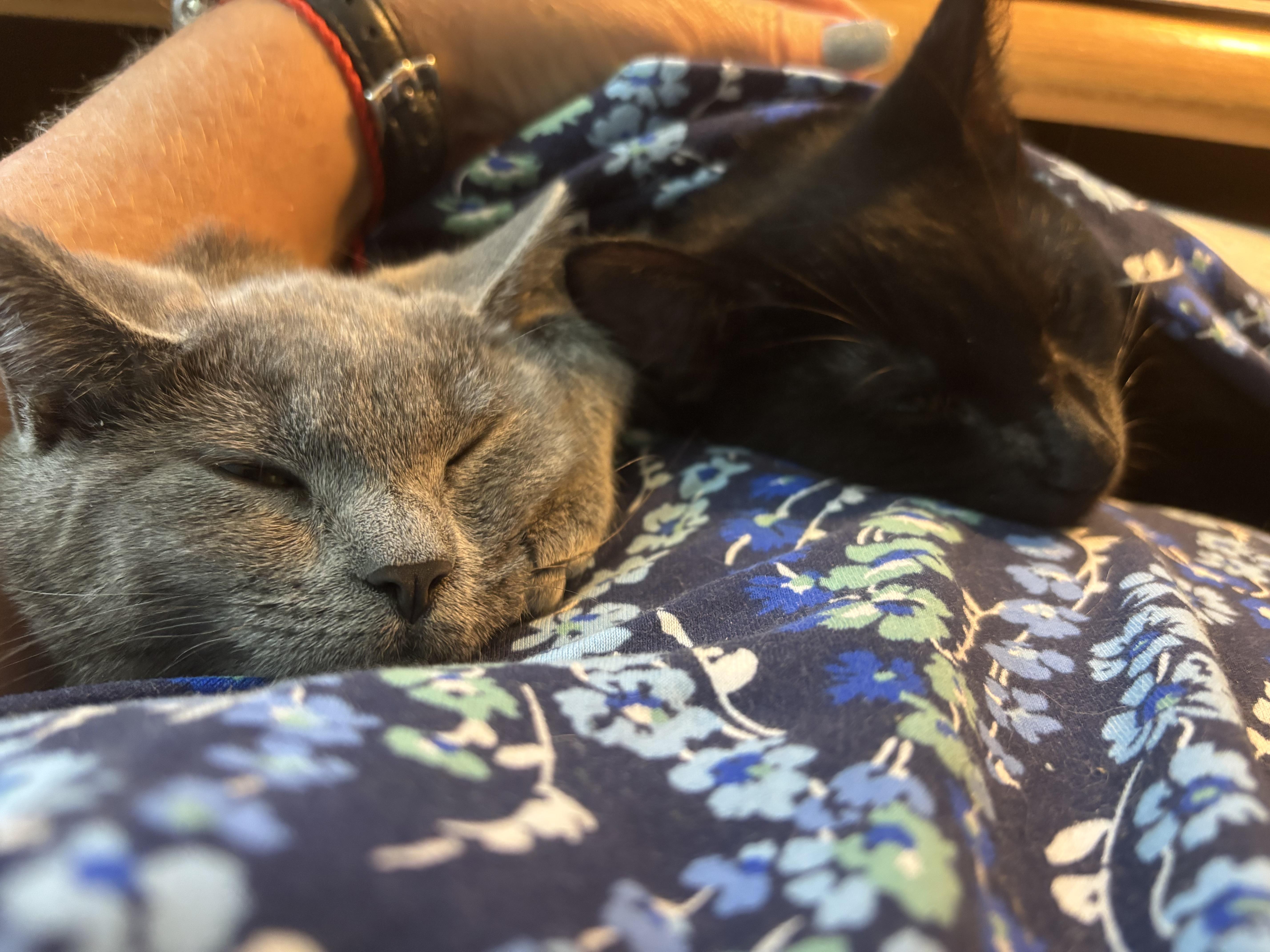 Enlarge SHADOW, a Adoptable Domestic Short Hair in Churchville, PA image 1/4